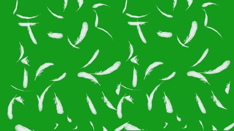 Falling feathers green screen motion graphics