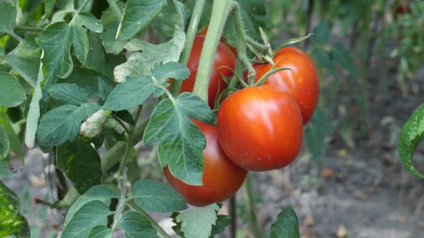 Fresh red ripe tomatoes grown on bush in garden. Tomato production or vegetable garden plantation. Organic farming non gmo concept