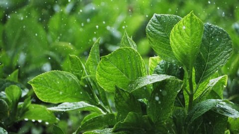 Fresh green herbs grow, young leaves with drops of water. Green leaf with raindrops in the summer in nature. Fresh mint leaf background closeup. Growing organic mint close up.
