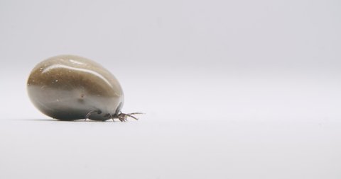 A gross tick walking slowly on a white surface to the right side of the frame. Tick filled with blood, dragging huge body over the surface. Commercial soft light from above.