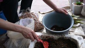 Footage video of woman hand filling a soil mixed with fertilizer to a plan pot for preparing planting tree.