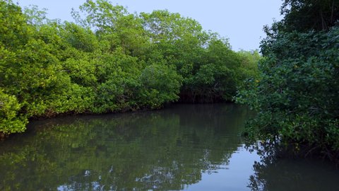 Visiting the Mangroves of La Tovara Wetlands National Park. a Ramsar Site, of Matanchen Bay by the Pacific Ocean in Riviera Nayarit the coastline of Nayarit State of Mexico in Central America, America