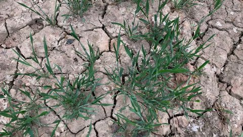Parched and cracked ground with crops growing 