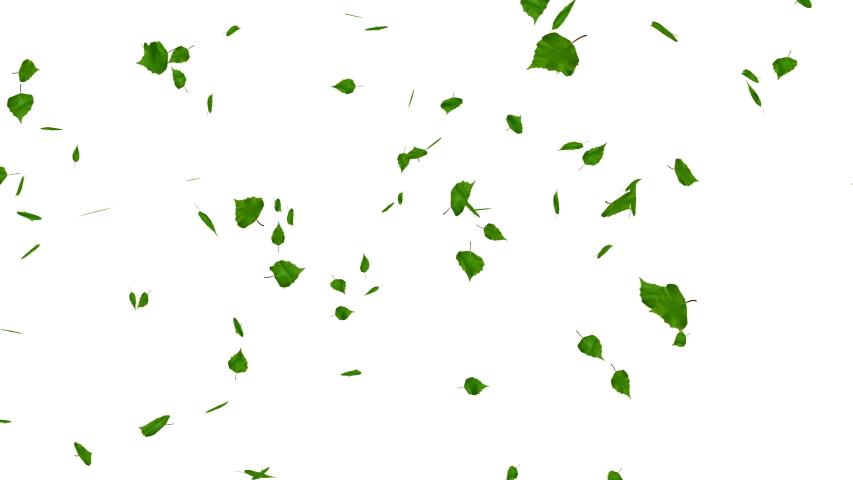 Green falling leaves isolated on white. Loop , with matte. Royalty-Free Stock Footage #1053204095