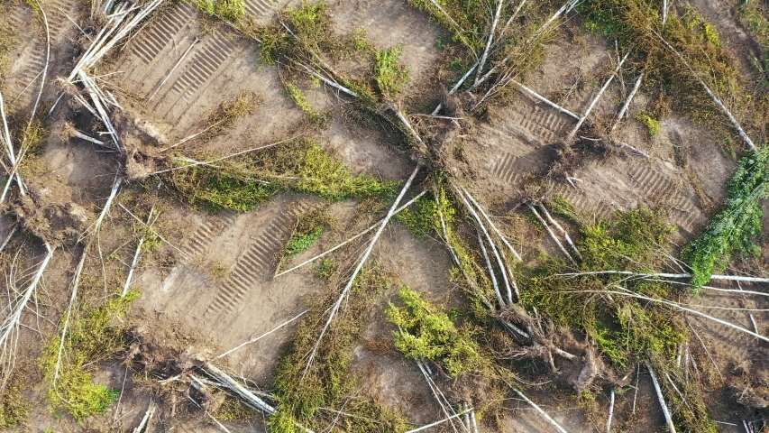 Aerial flying up to top over a felled forest with fallen and uprooted trees for timber or agricultural needs. Deforestation for sawn wood. Destruction of nature and ecosystem by peoples