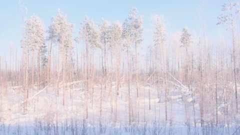 Beautiful snow-covered forest is visible from the window of a traveling train