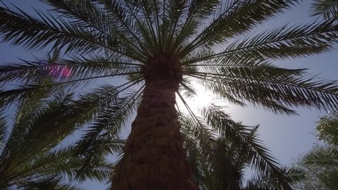 video of a palm tree in summer