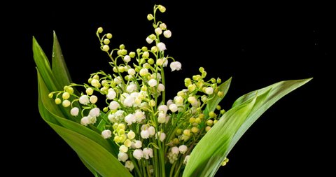 Time lapses shot of the lily of the valley on a black background.