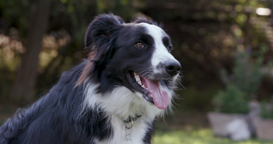 Close-up portrait of an adorably cute Border Collie dog tilts his head while looking into camera.fun.adventure.enjoyment.Man's best friend Royalty-Free Stock Footage #1053207395