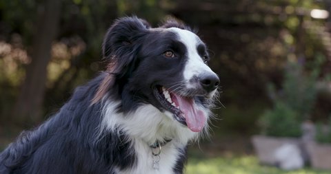 Close-up portrait of an adorably cute Border Collie dog tilts his head while looking into camera.fun.adventure.enjoyment.Man's best friend