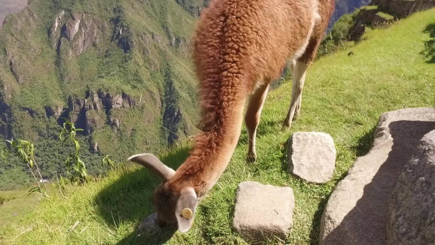 Llama eating grass in Machu Picchu, Cusco, Peru