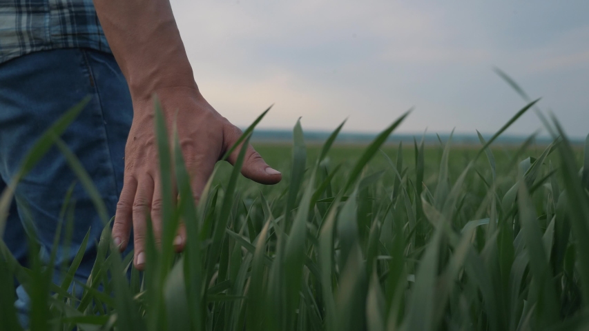 The hand of a farmer, male worker touches the green leaves of wheat. Growing organic food in the countryside. Hand farmer on wheat sprouts. Farmer in a green wheat field inspects the harvest | Shutterstock HD Video #1053207863