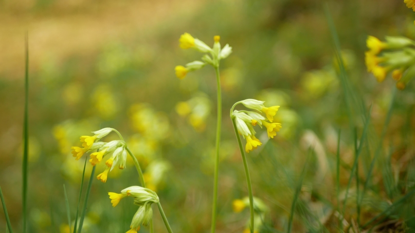 Steppe Flower : vidéos de stock – Clips vidéo 4K et HD | Shutterstock