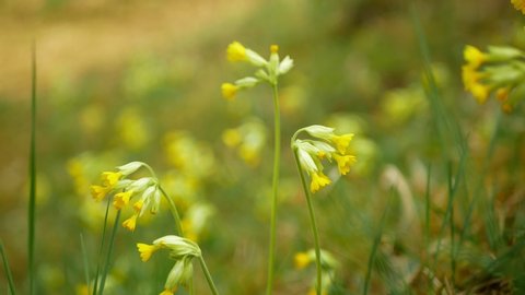 Wild cowslip, common cowslip or primrose Primula veris canescens blossom bloom inflorescence yellow endangered flower plant. Legally protected, herbaceous herba, flowering reserve steppe