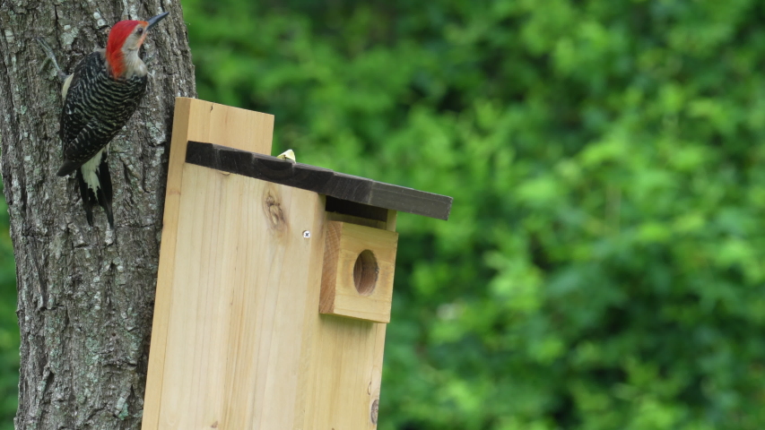 Red-bellied woodpecker bird explores bluebird house.
