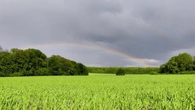 Green wheat field in bright sunlight under dramatic cloudy sky. Unreal meadow close view in spring rainy day with magnificent rainbow. Young crops growing, agricultural