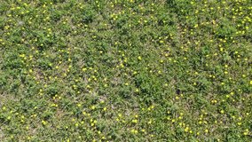Beautiful panoramic aerial 4K video from flying drone to Meadow with dandelions on a sunny day. Dandelions in spring. Flowering dandelions close-up. Beautiful dandelion background from above. series