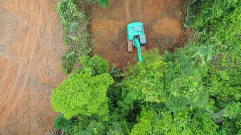 Deforestation. Logging. Excavator fells trees in rainforest to make way for oil palm plantations