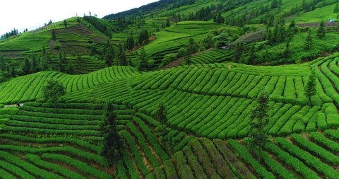 Aerial view of fresh green tea terrace farm on the hill at Sichuan China drone camera moving close to the tea plantation with mountain landscape 4k footage