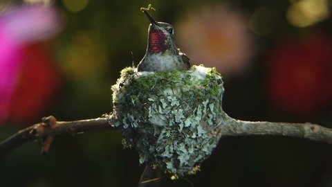 This is a 4k time lapse footage with zoom and pan of a female hummingbird building her nest