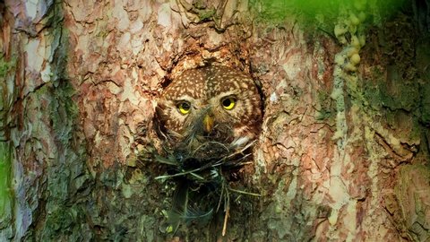 Eurasian Pygmy-Owl Glaucidium passerinum looking from the nest hole in the forest. Small european owl looking from the nesting hole and cleaning it from the rest of hunted prey, face to face and eyes.