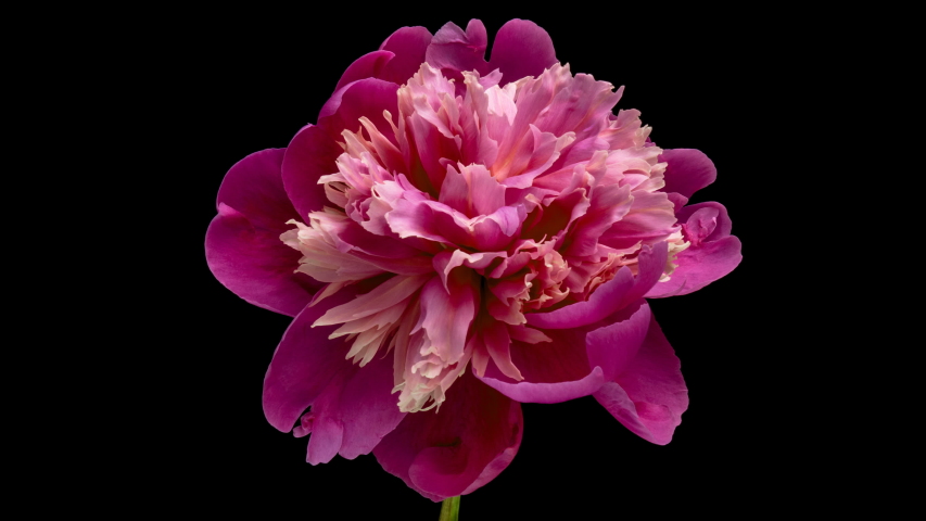 Timelapse of pink peony flower blooming on black background. Waving pink peony petals close-up. 4K UHD video timelapse | Shutterstock HD Video #1053228386
