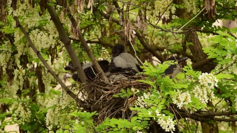 Close-up of the fledged Corvus cornix chicks resting in a nest on the spring acacia Robinia pseudoacacia in the foothills of the North Caucasus
