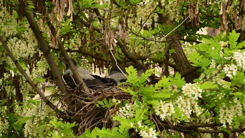Close-up of the fledged spring chicks of the Corvus cornix crow resting in a nest on the acacia Robinia pseudoacacia in the foothills of the North Caucasus