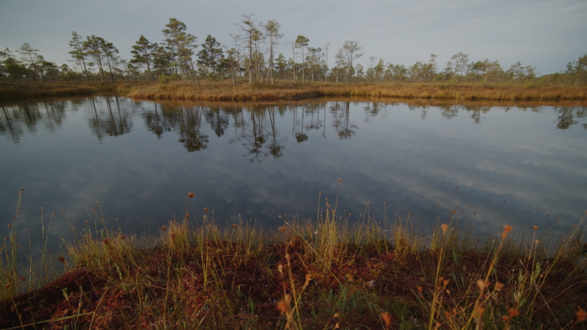 Moving shot of man with backpack taking photo, video with mobile phone in the swamp.