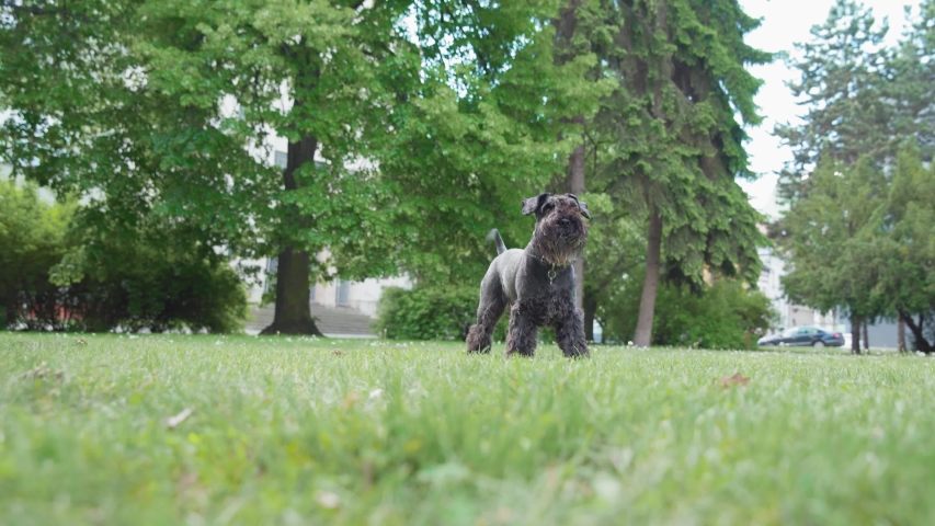 training with a dog, throwing cones from a tree. The dog jumps for the toy