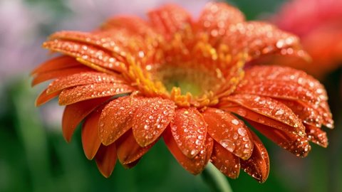 Macro shot of orange gerbera. Water drops falling from above onto petals of the flower. Slow motion shot