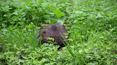 Baby Kiwi Bird Rummaging In Video De Stock 100 Libre De Droit Shutterstock