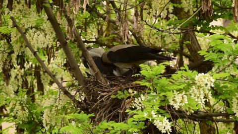 Close-up of a gray female crow Corvus cornix and young fledged spring chicks in a nest on an acacia tree Robinia pseudoacacia in spring in the foothills of the North Caucasus
