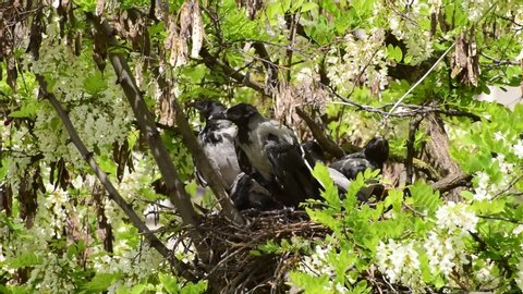 Close-up of the fledged spring chicks of the gray crow Corvus cornix in the nest on the acacia Robinia pseudoacacia in the foothills of the North Caucasus

