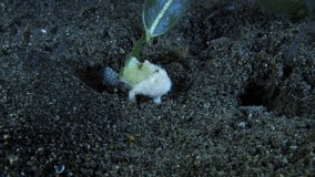 Hairy Frogfish (juvenile, 15 mm) - Antennarius striatus hunting in the night. 4k underwater macro video. Night dive in Tulamben, Bali, Indonesia.