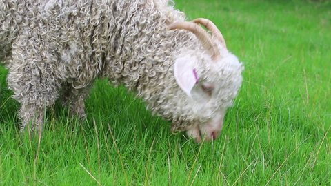 Close up of angora goat eating grass in a field in Wales.