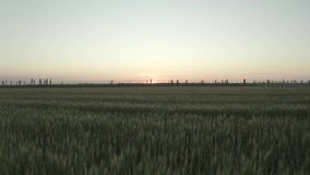Beautiful view of wheat field at sunrise. Drone video recording