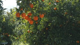 Closeup of ripe and juicy orange fruits hanging on the tree on orange plantation
