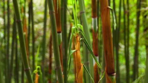 Time lapse of bamboo shoots growing in the woods from morning to evening plant growth progress 