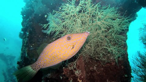 Close up of a Scrawled Filefish floating at reef