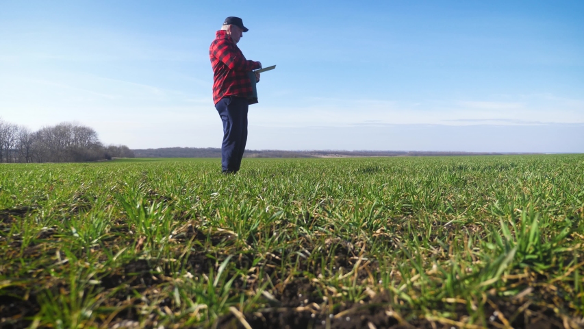 Senior agronomist man looks at a fresh green field after winter. Smart farming, using modern technologies in agriculture.