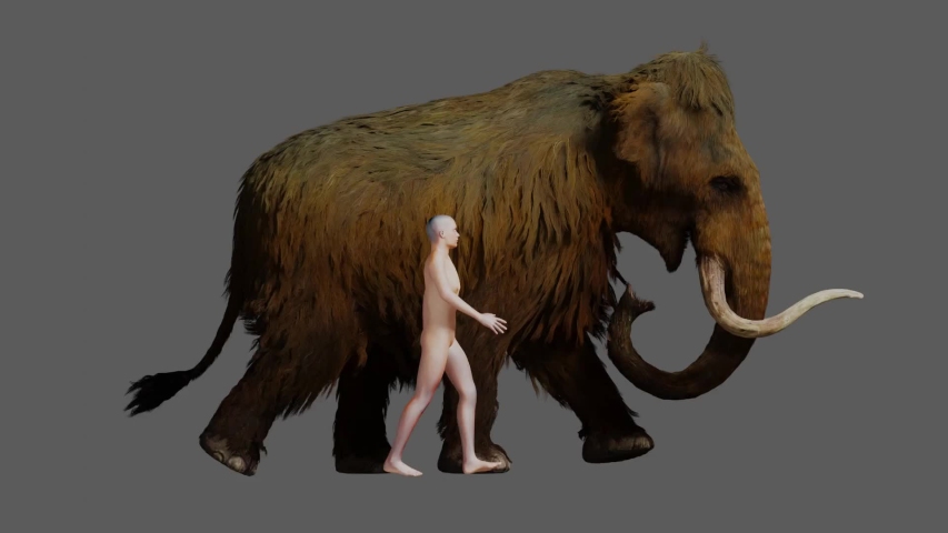 A 3D animation of the extinct Woolly Mammoth and a Human walking side by side for size comparison.