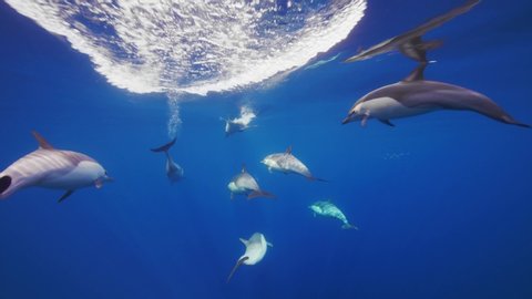 breathtaking underwater speedy following the Short-beaked Common Dolphins in blue ocean clear waters