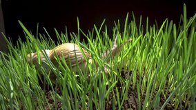 Video of Snail Crawls in Grass