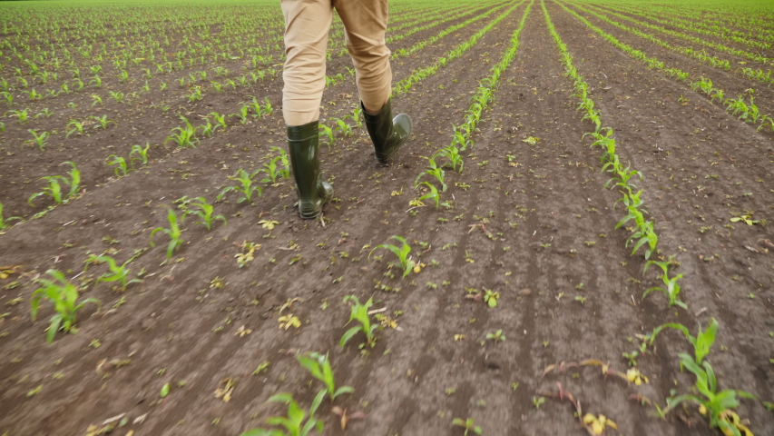 Farmer wearing in rubber boots walking through young green corn plants rows in cultivated field, closeup slow-motion shot Royalty-Free Stock Footage #1053256199