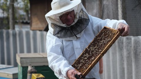 organic farm, a male beekeeper in a protective suit takes out a honeycomb with bees in an apiary during spring season