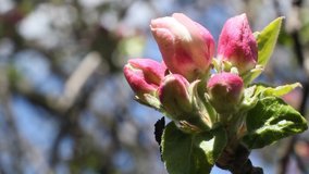 Macro video with beautiful appletree pink flowers