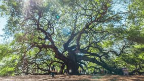 Angel Oak Tree Time Lapse. Park Open on a busy day with people moving around the big tree. - Powered by Shutterstock - Get 15% off with code: PIKWIZARD15