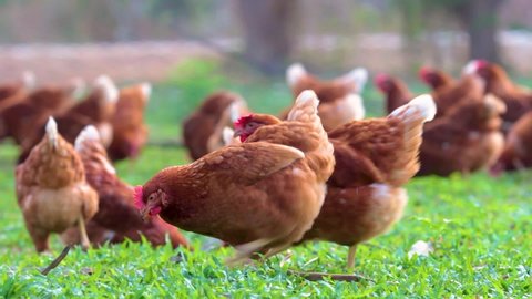 Chickens eating grains on free range farm with green grass, Chickens o n Farm Organic