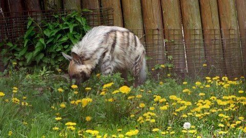 Hyaena hyaena in a sunny meadow with dandelions.